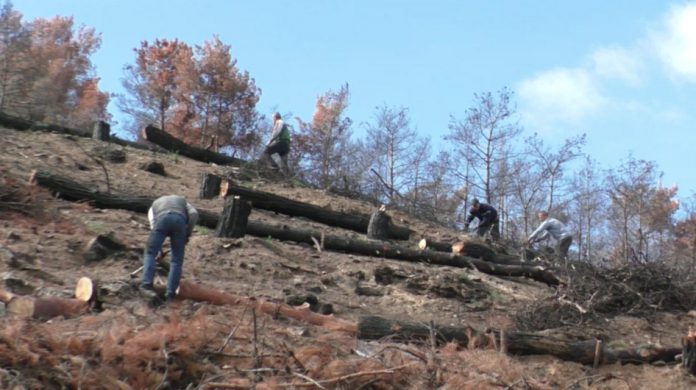 Δασεργάτες, δάση κορμοδέματα